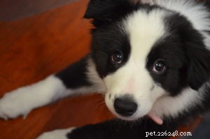 Mikey the Border Collie’s Unexpected Carrot Encounter: A Must-See Footage