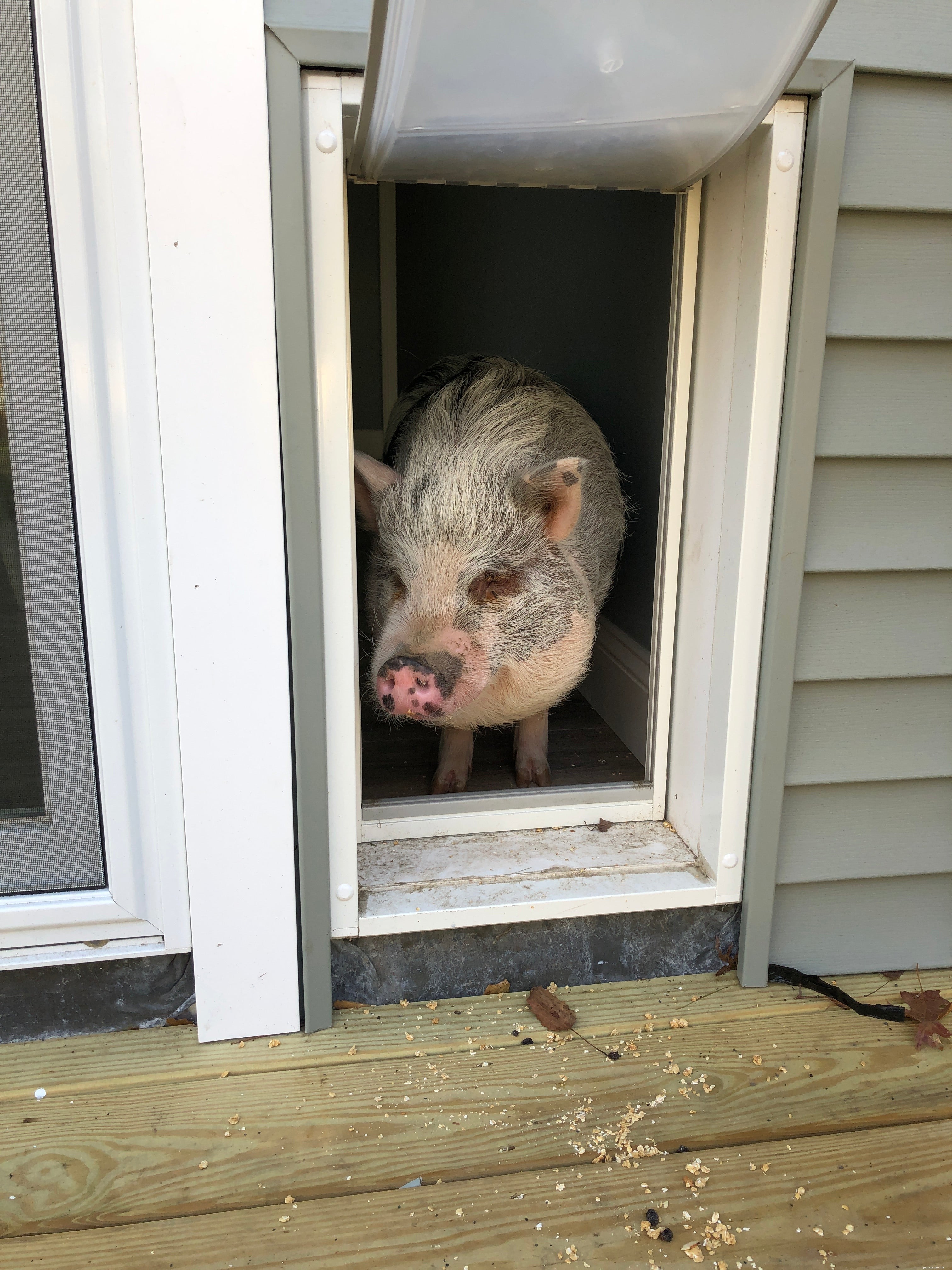 Announcing the Winners of Our Pet Door Photo Contest