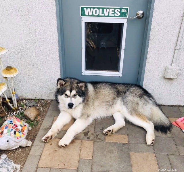 Announcing the Winners of Our Pet Door Photo Contest