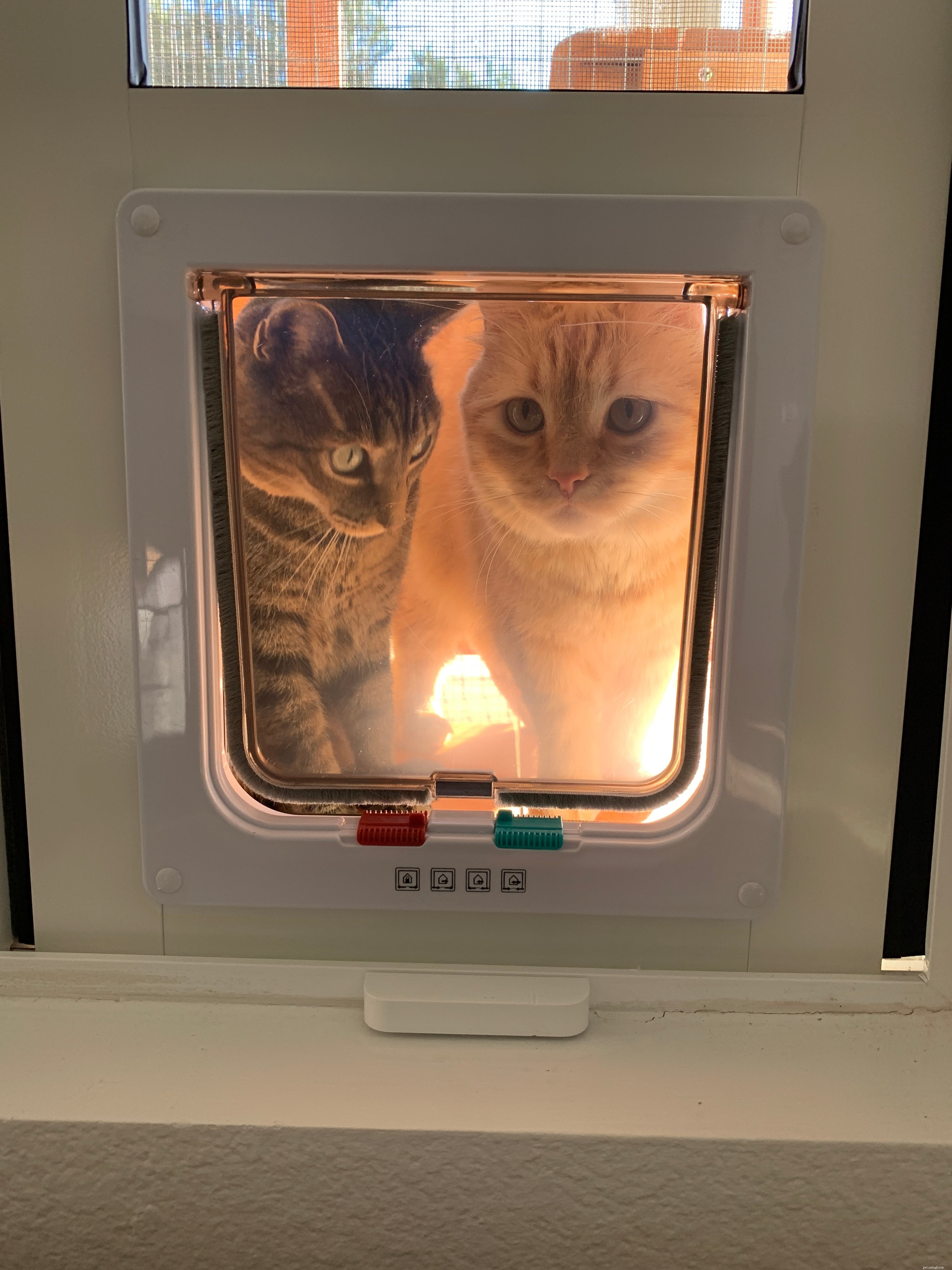Announcing the Winners of Our Pet Door Photo Contest