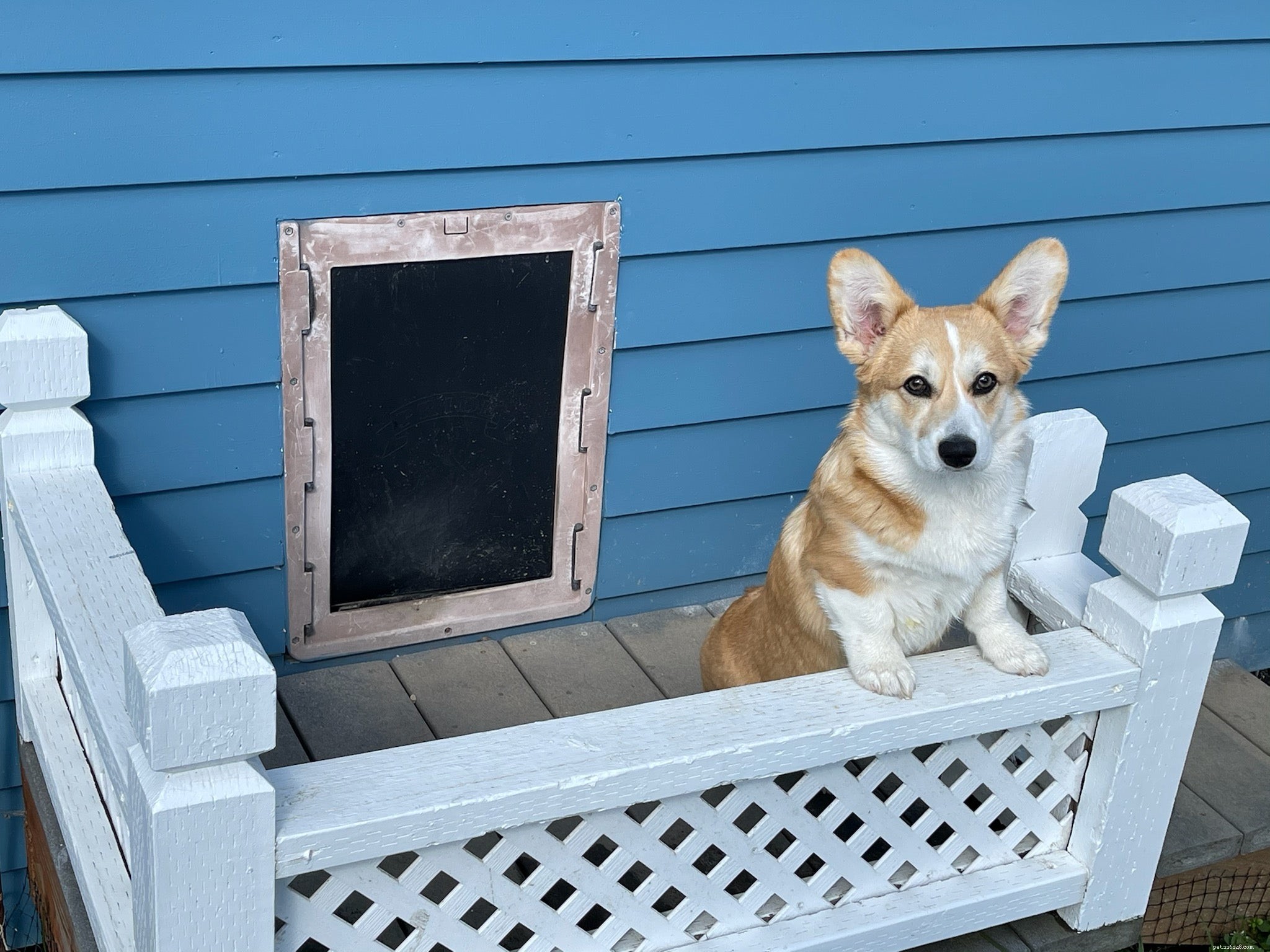 Announcing the Winners of Our Pet Door Photo Contest