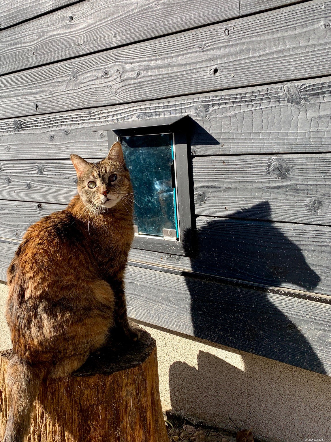 Announcing the Winners of Our Pet Door Photo Contest