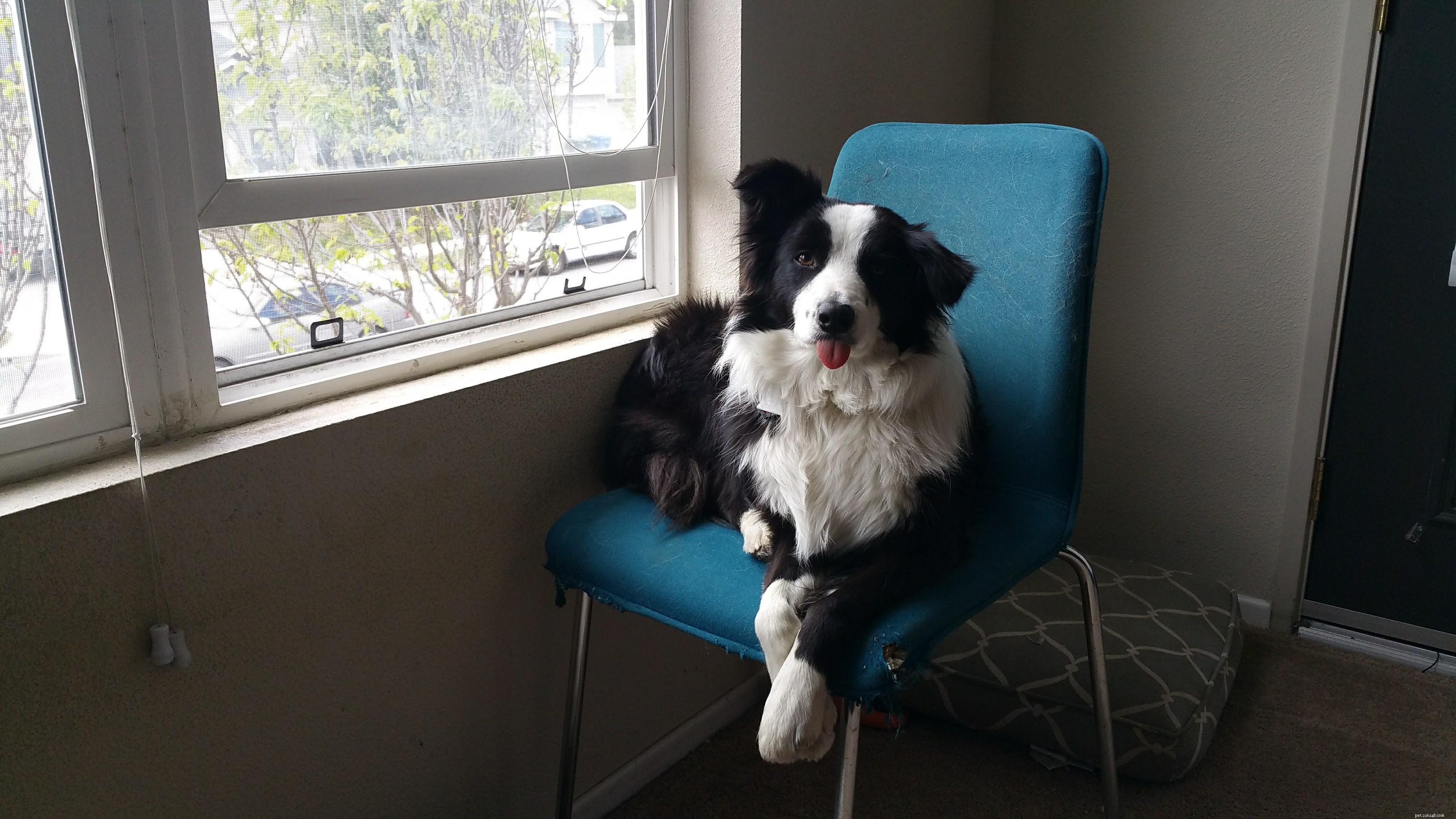Top Rain-Proof Pet Doors for Cold Weather: Keep Your Home Dry & Warm