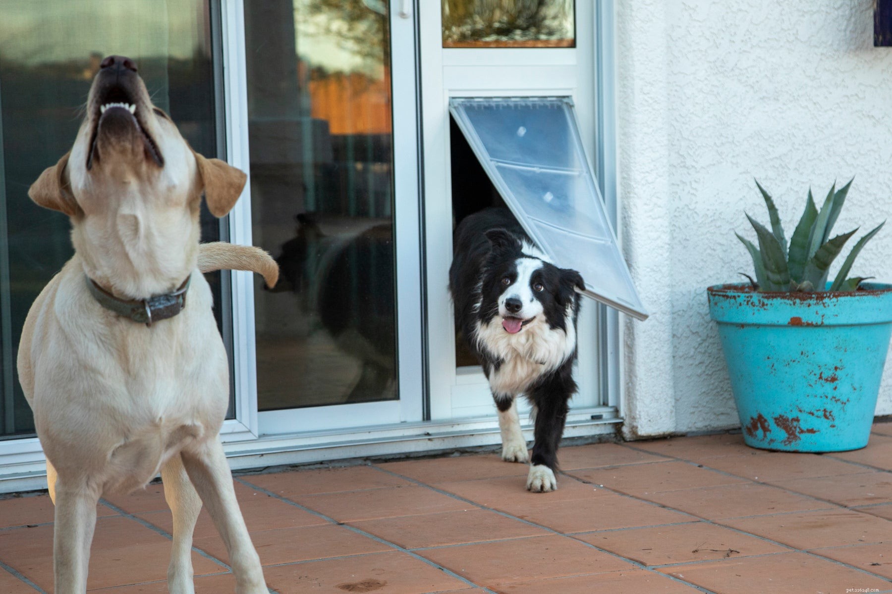 Stop Dog Jumping: Expert Tips for a Calm, Safe Pup