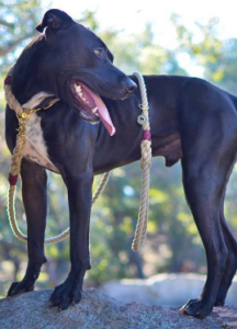 Stop Dog Jumping: Expert Tips for a Calm, Safe Pup