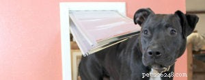 Stop Dog Jumping: Expert Tips for a Calm, Safe Pup