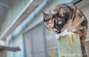 The Complete Pet Microchip Guide: How, Why, and Costs Explained