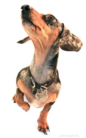 Stop Dogs from Chewing Pet Door Flaps: Proven, Easy Fixes