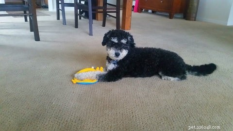 Stop Dogs from Chewing Pet Door Flaps: Proven, Easy Fixes