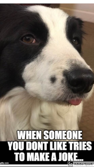 Explore the Best Dog Memes for Instant Laughter