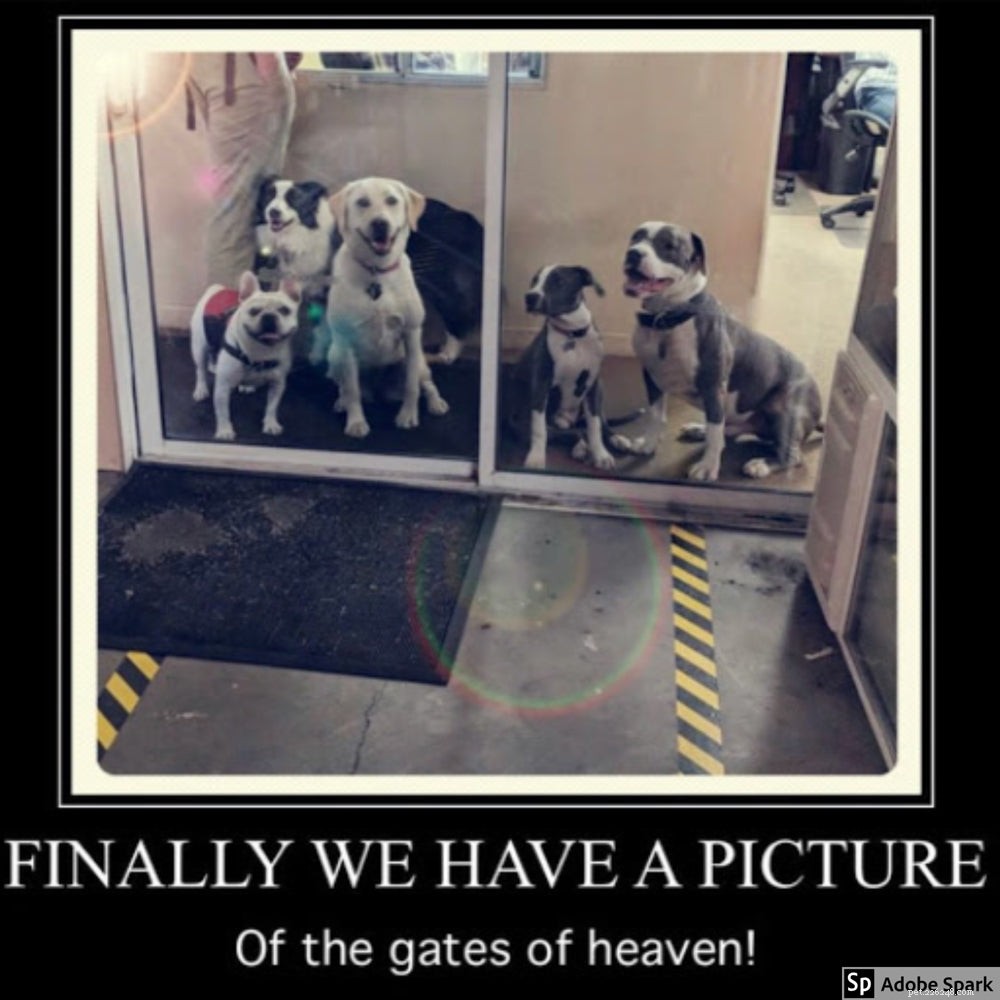 Explore the Best Dog Memes for Instant Laughter