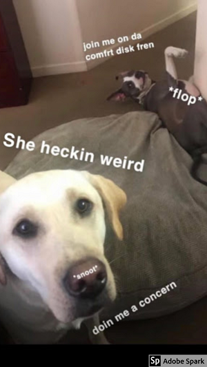 Explore the Best Dog Memes for Instant Laughter