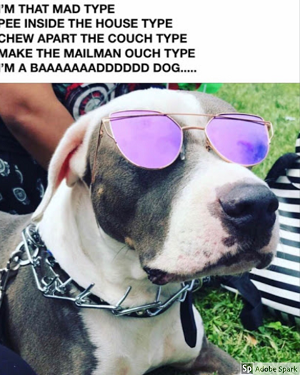 Explore the Best Dog Memes for Instant Laughter