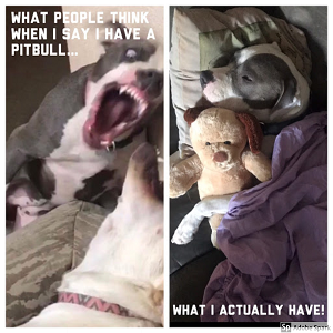 Explore the Best Dog Memes for Instant Laughter