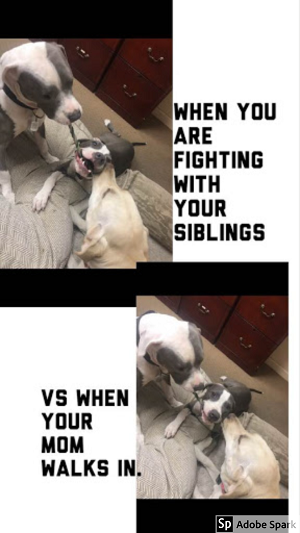 Explore the Best Dog Memes for Instant Laughter