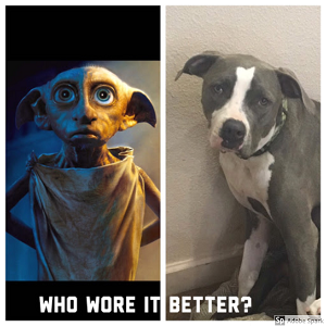 Explore the Best Dog Memes for Instant Laughter