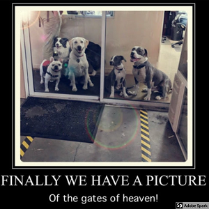 Explore the Best Dog Memes for Instant Laughter