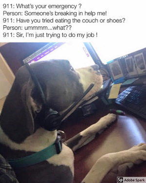 Explore the Best Dog Memes for Instant Laughter
