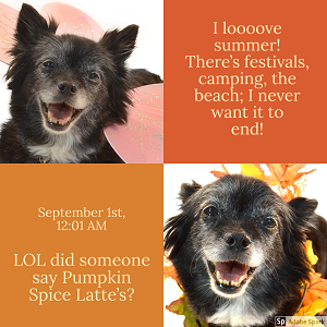 Explore the Best Dog Memes for Instant Laughter