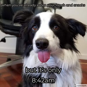 Explore the Best Dog Memes for Instant Laughter