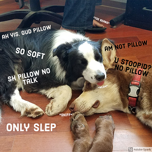Explore the Best Dog Memes for Instant Laughter