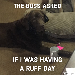 Explore the Best Dog Memes for Instant Laughter