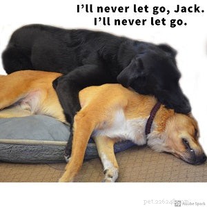 Explore the Best Dog Memes for Instant Laughter