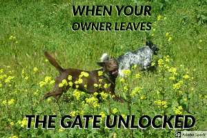 Explore the Best Dog Memes for Instant Laughter
