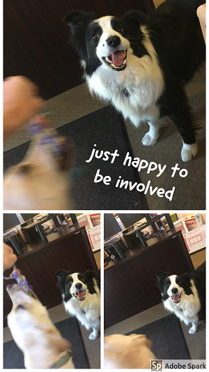 Explore the Best Dog Memes for Instant Laughter