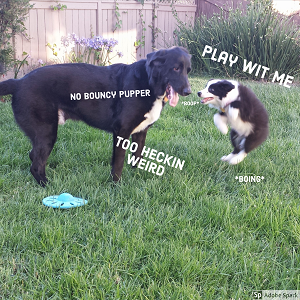 Explore the Best Dog Memes for Instant Laughter