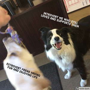 Explore the Best Dog Memes for Instant Laughter