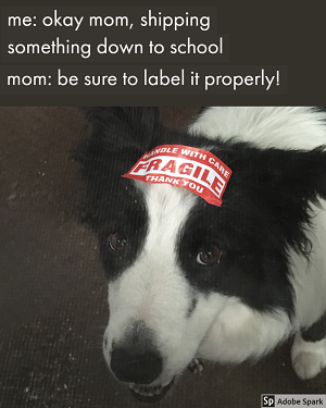 Explore the Best Dog Memes for Instant Laughter