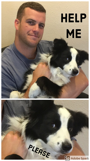 Explore the Best Dog Memes for Instant Laughter