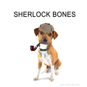 Explore the Best Dog Memes for Instant Laughter