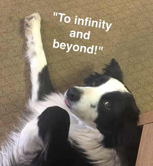 Explore the Best Dog Memes for Instant Laughter
