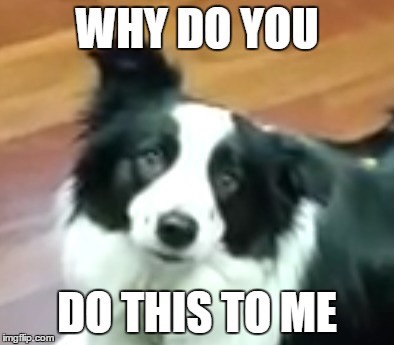 Explore the Best Dog Memes for Instant Laughter