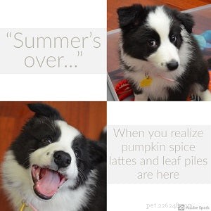 Explore the Best Dog Memes for Instant Laughter