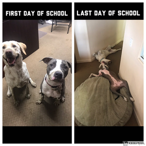 Explore the Best Dog Memes for Instant Laughter