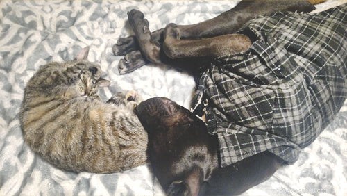 Choosing the Right Pet Door for Your Cats and Dogs