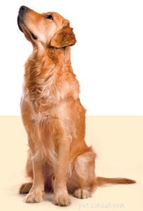 Curious Facts About Cats and Dogs: What Every Pet Owner Should Know