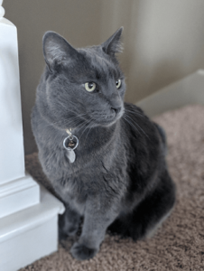 Curious Facts About Cats and Dogs: What Every Pet Owner Should Know