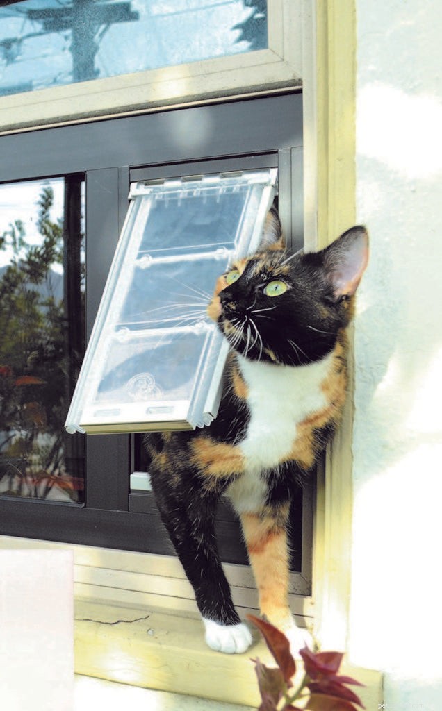 Effective Strategies to Prevent Cat Hairballs