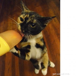 Essential Cat Holes: Why Every Home Needs a Pet Door