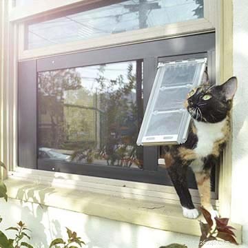 How to Prevent Aggression Between Cats: Expert Tips & Solutions