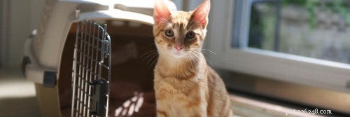 How to Prevent Aggression Between Cats: Expert Tips & Solutions