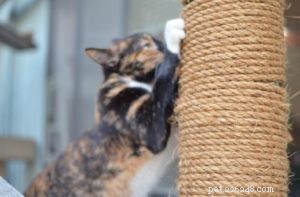 Catios: Secure Outdoor Enclosures for Your Cat s Health & Happiness
