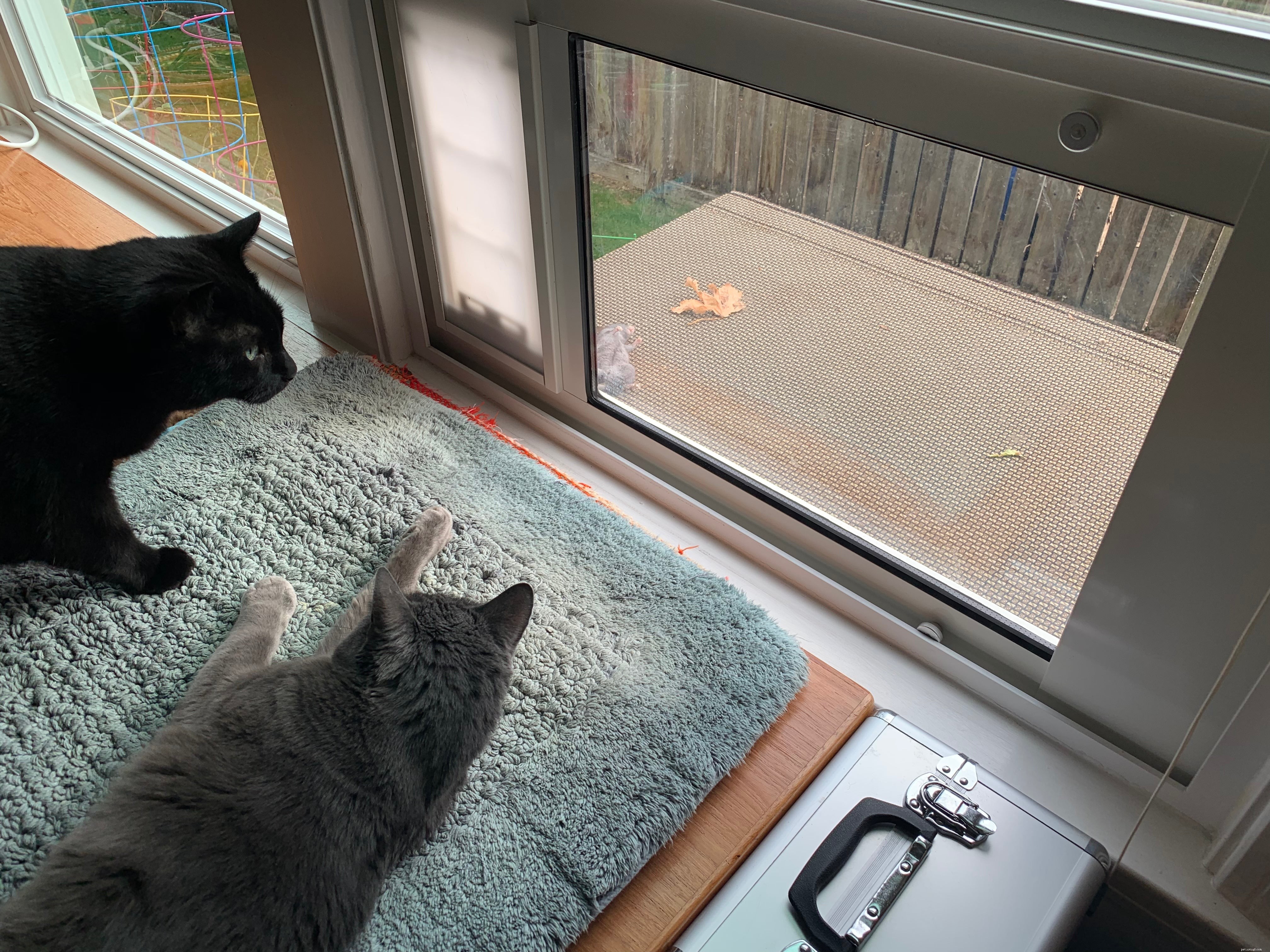 Can Cats Navigate a Dog Door? Expert Guidance for Pet Owners