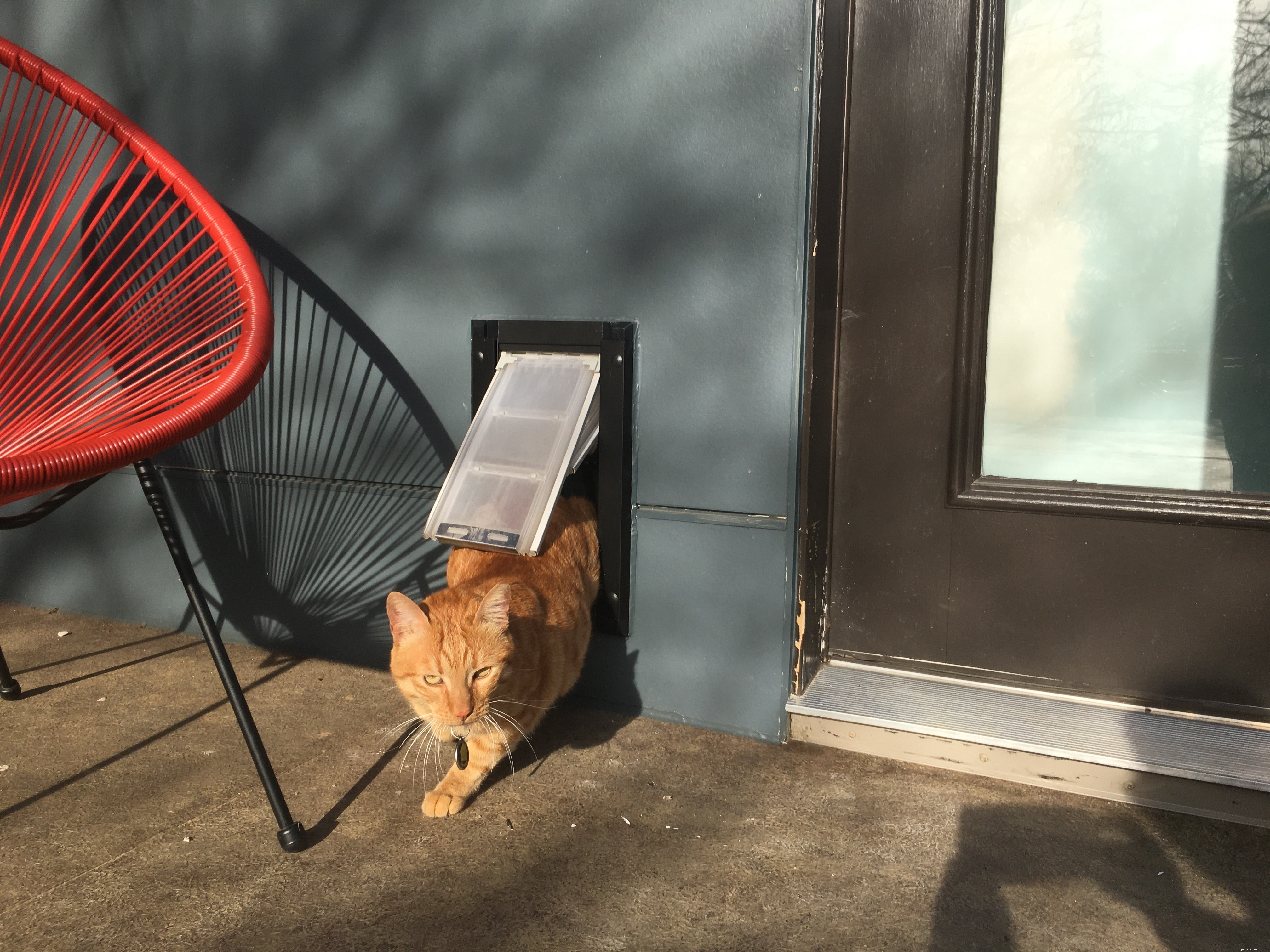 Top Cat-Proof Dog Doors: Secure Indoor-Only Access for Cats