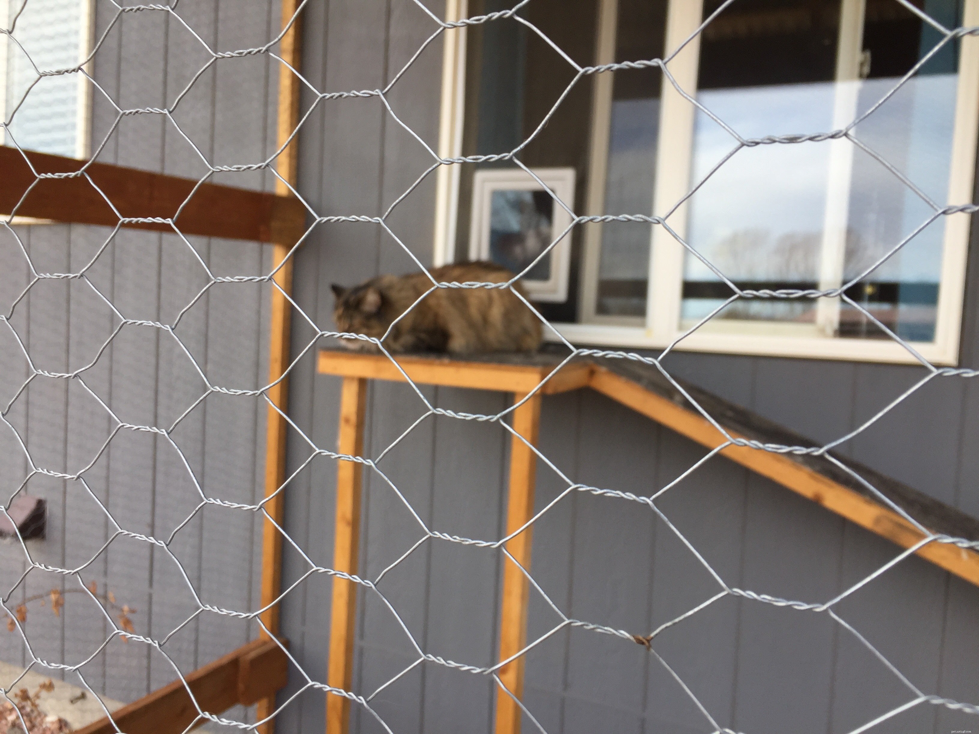 Top Cat-Proof Dog Doors: Secure Indoor-Only Access for Cats