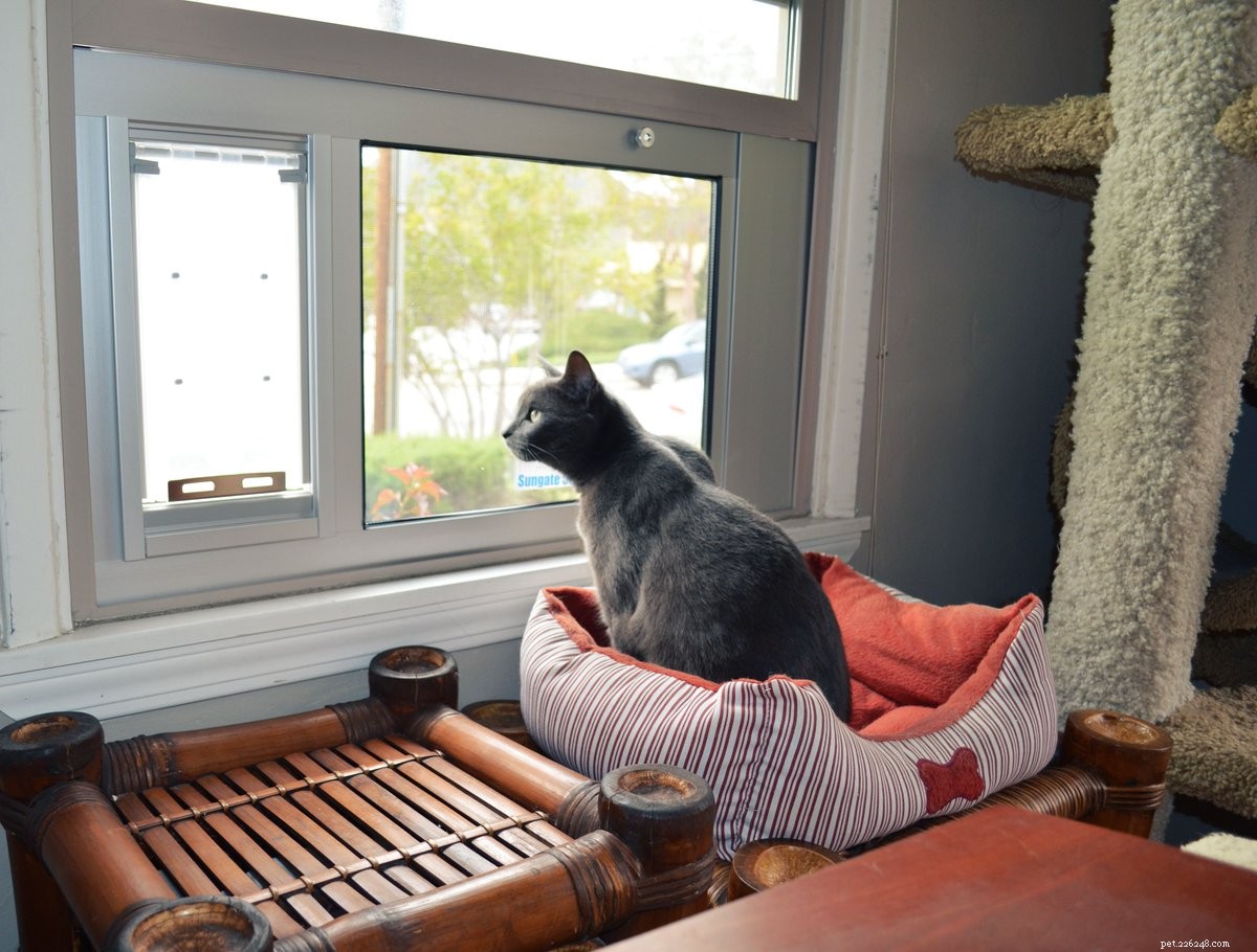 Master Cat Leash Training: Step‑by‑Step Guide for Indoor Cats
